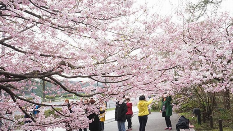 Chidorigafuchi, Tempat Wisata di Jepang Untuk Menikmati Bunga Sakura (1)