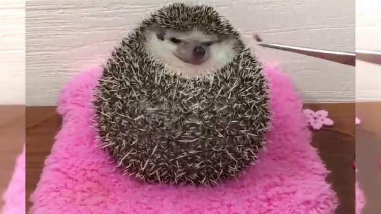 Landak Jepang Terlalu Girang Saat Disodori Makanan Buat Netizen Gemas