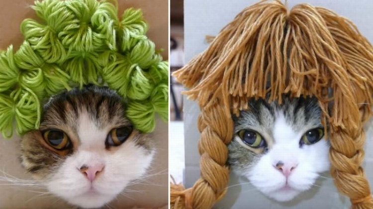 Maru, Kucing Jepang Imut Yang Populer Mencoba Gaya Rambut Baru (1) Maru, Kucing Jepang Imut Yang Populer Mencoba Gaya Rambut Baru (1)