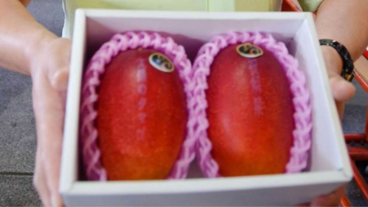 Sepasang Buah Mangga Dari Jepang Terjual Seharga 400.000 Yen, Berani Beli