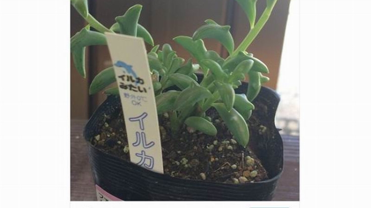 Tanaman Sukulen Berbentuk Lumba-lumba Menarik Perhatian Para Netizen Jepang Tanaman Sukulen Berbentuk Lumba-lumba Menarik Perhatian Para Netizen Jepang