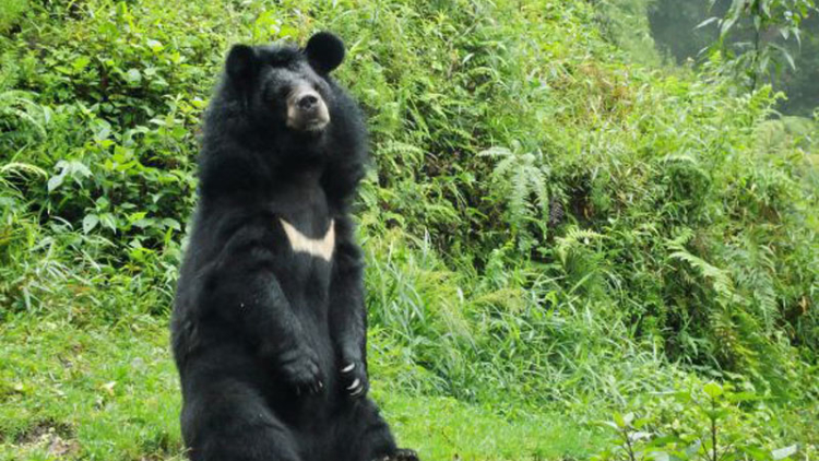 1280px-himalayan_bear