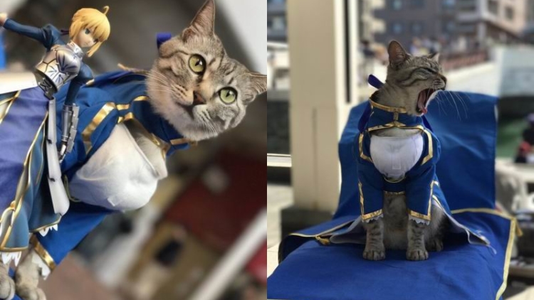 Kucing Jepang Ber-cosplay FateStay Night Buat Pengunjung Festival Anime Jadi Gemas (1)
