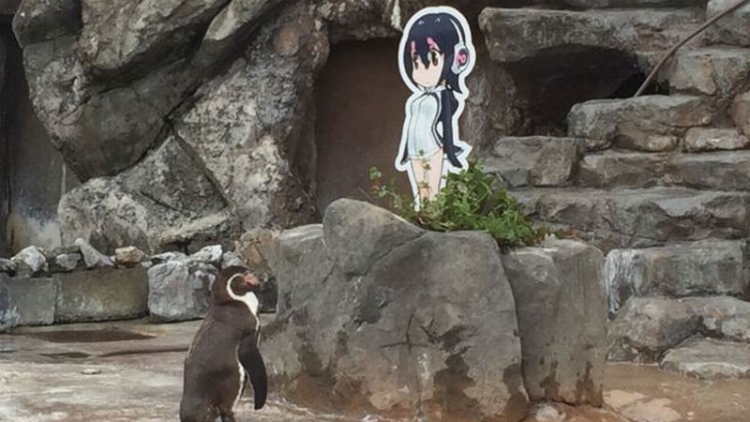 Penguin di Kebun Binatang Jepang Jatuh Cinta Pada Karakter Anime, Kawaii! (1)