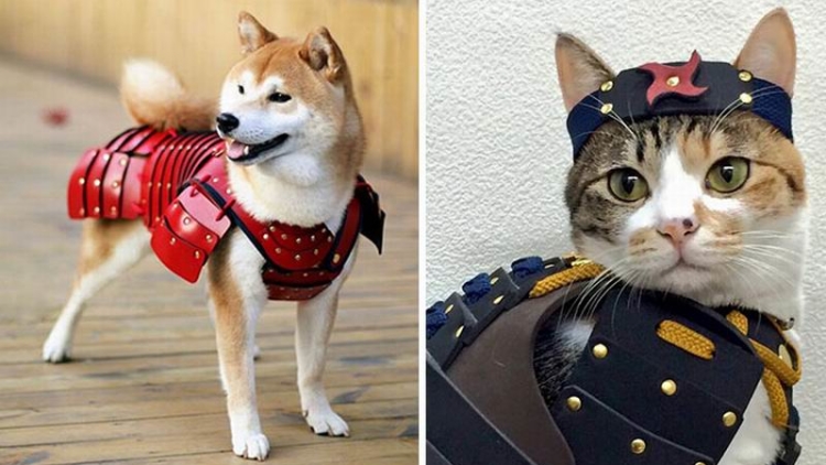 Anjing & Kucing di Jepang Tampil Gagah Dengan Samurai Armor (1) Anjing & Kucing di Jepang Tampil Gagah Dengan Samurai Armor (1)