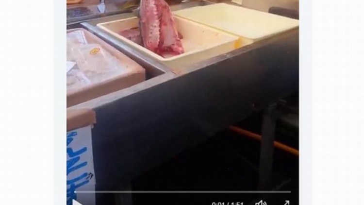 Belahan Ikan yang bergerak Sendiri