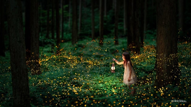 Keindahan Kunang-kunang di Jepang Terekam Dalam Foto-foto Bidikan Hiroki Ishikura (1)