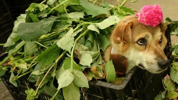 Peko, Anjing Jepang Yang Jadi Viral Karena Tergila-gila Pada Daun Berguguran (1) Peko, Anjing Jepang Yang Jadi Viral Karena Tergila-gila Pada Daun Berguguran (1)