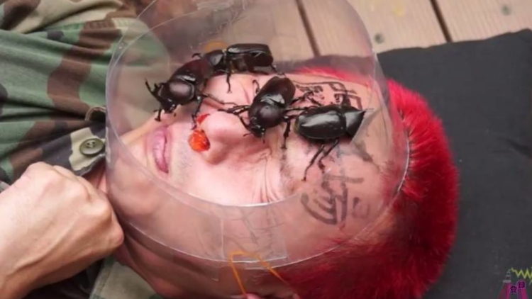 YouTuber Jepang Gunakan Wajahnya Untuk Arena Tarung Kumbang Badak