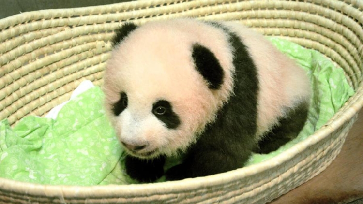 Keren, Bayi Panda di Jepang Ini Namanya Dipilih Oleh 320.000 Orang! (1) Keren, Bayi Panda di Jepang Ini Namanya Dipilih Oleh 320.000 Orang! (1)