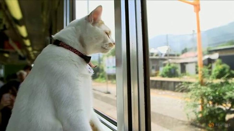 Kereta di Jepang Dilengkapi Kucing-kucing Menggemaskan Untuk Bermain Dengan Penumpang (1)