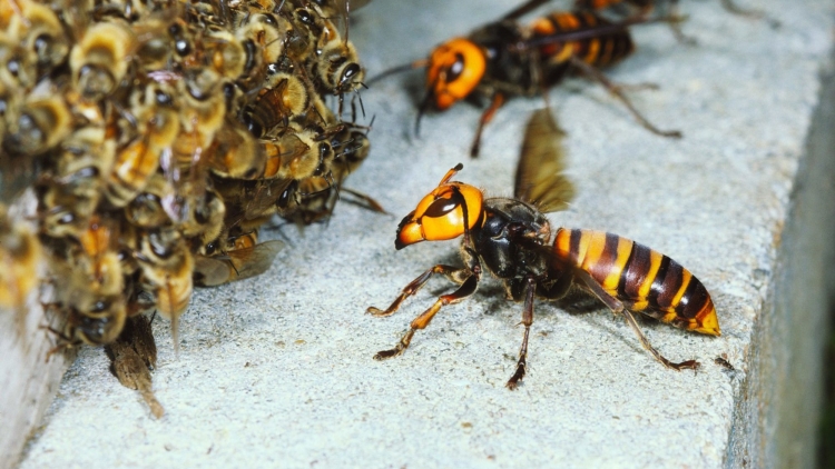 hornet-lebah-raksasa hornet-lebah-raksasa