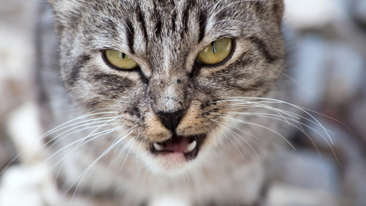 153525871-cat-agression-part-1