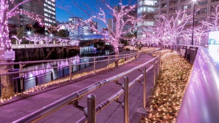 Pohon - Pohon Sakura Di Sepanjang Sungai Meguro Bermekaran Di Malam Hari