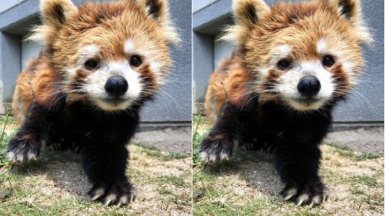 baobao red panda