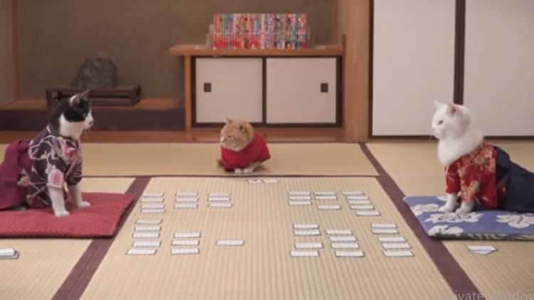Perusahaan Provider au Rilis Video Chihayafuru Musubi Versi Kucing Yang Menggemaskan Perusahaan Provider au Rilis Video Chihayafuru Musubi Versi Kucing Yang Menggemaskan