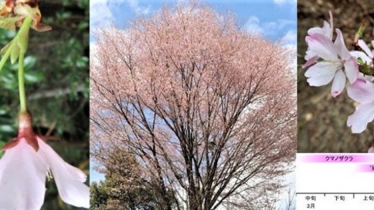 gallery_press-kumanozakura