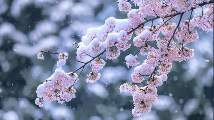 salju sakura salju sakura