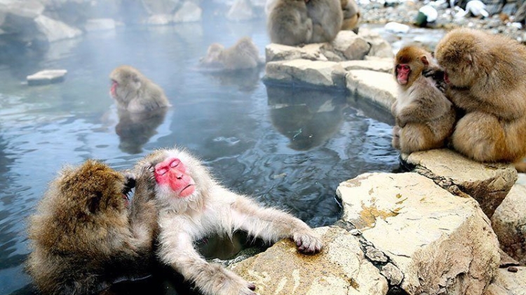 jigokudani-monkey-park-relaxed-monkeys