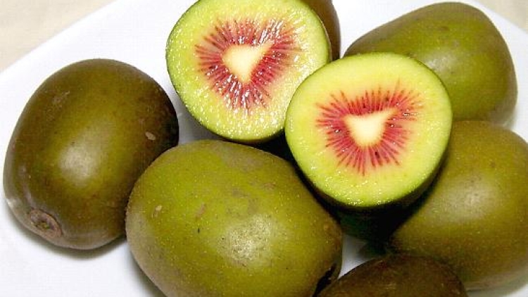 kupas fi x kupas fi x