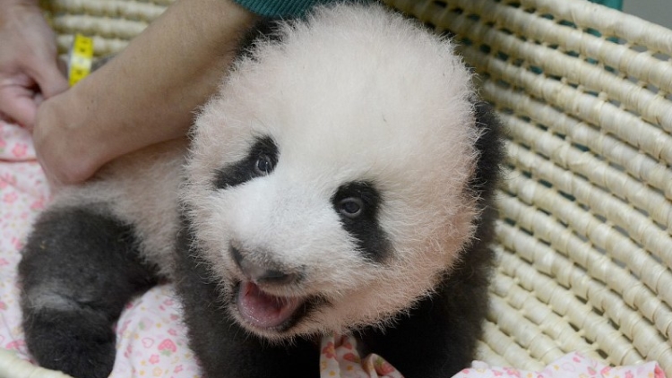 Saihin, Bayi Panda Yang Baru Lahir Di Kebun Binatang Wakayama | Berita ...