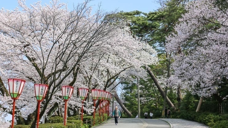 kanazawasakura kanazawasakura