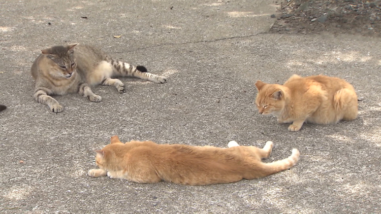 Jumlah Kucing di u0027Pulau Kucingu0027 Umashima Berkurang, Diduga Karena 