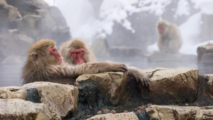 6. Snow Monkey
