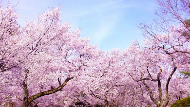 what_is_sakura what_is_sakura