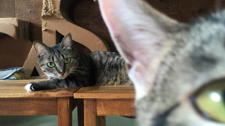 Neko-Chan (https://necotofudousan.com/)