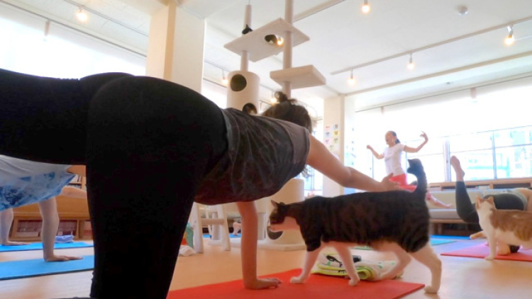 cat-yoga-japan-neko-cute-kawaii-best-top-japanese-exercise-class-ranking-health-kawasaki-kanagawa-relaxation-1