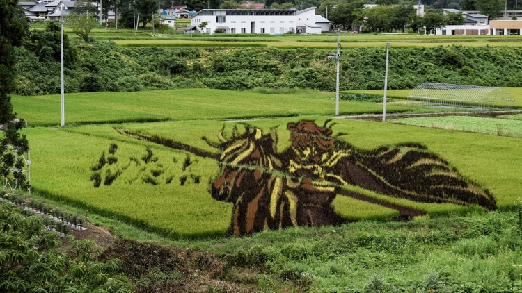 sawah sawah