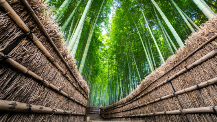 Arashiyama berkampanye karena tempat wisata mereka kosong (japannews.com) Arashiyama berkampanye karena tempat wisata mereka kosong (japannews.com)