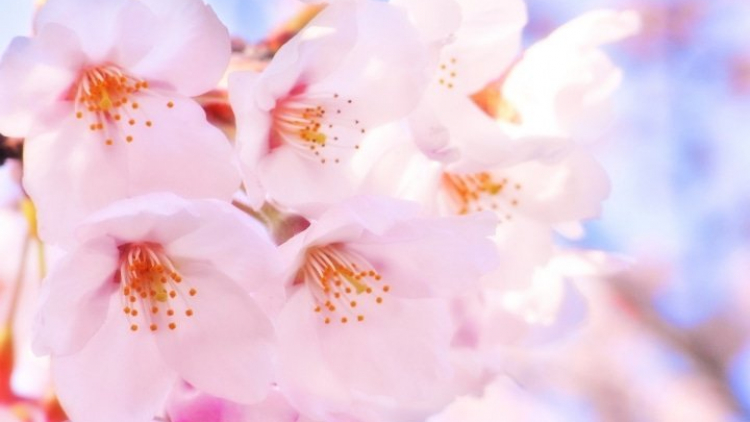Mengenal 5 Jenis Sakura Bunga Cantik Kebanggaan Jepang