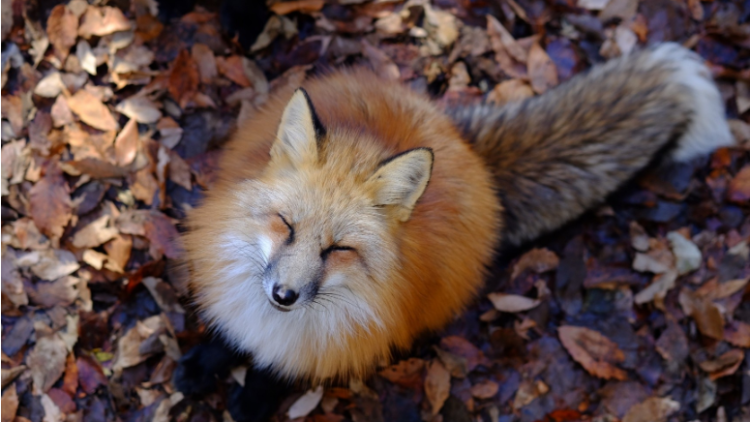 Rubah di Zao Fox Village Rubah di Zao Fox Village