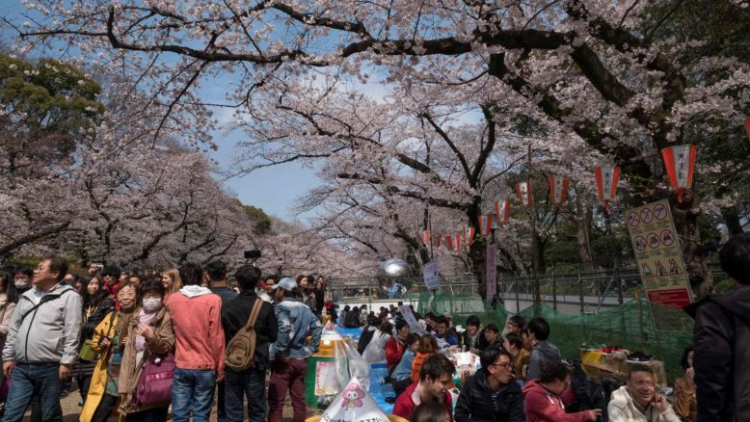 Orang-orang menikmati bunga sakura pada tahun lalu di Ueno Park; tahun ini festival sakura dibatalkan (asiaone.com) Orang-orang menikmati bunga sakura pada tahun lalu di Ueno Park; tahun ini festival sakura dibatalkan (asiaone.com)
