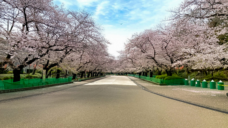 sakura-japan-hanami-cherry-blossom-viewing-news-photos-coronavirus-covid19-ueno-park-1-1