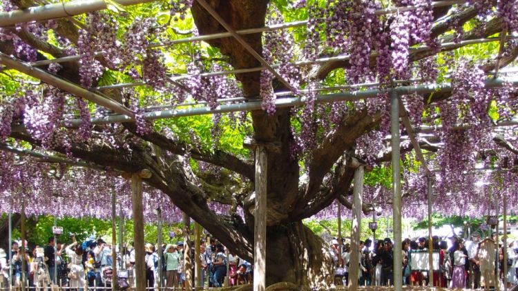 Pohon wisteria berusia 600 tahun 