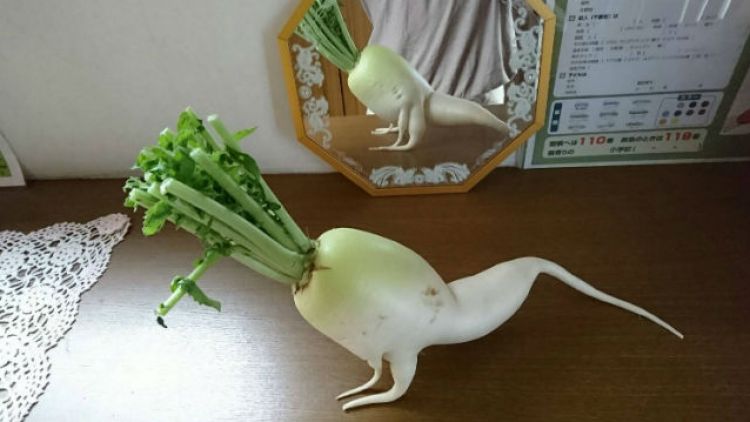Daikon Seksi