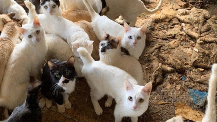 Penimbunan Kucing Penimbunan Hewan,Animal Hoarding, Kucing di Jepang