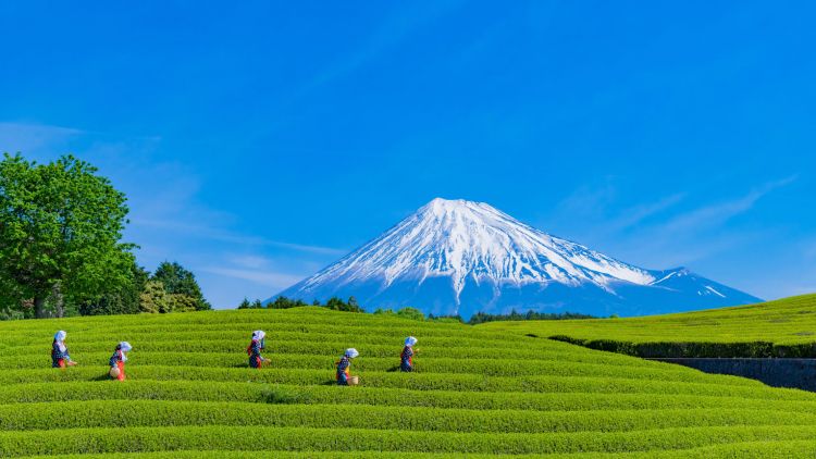 Kebun Teh Shizuoka Kebun Teh Shizuoka