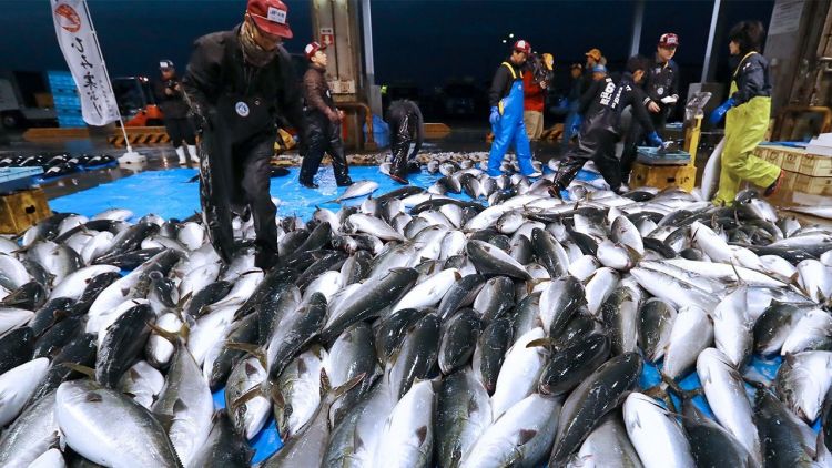 Timbunan ikan di Jepang ikan makanan Jepang jaoanesestation.com