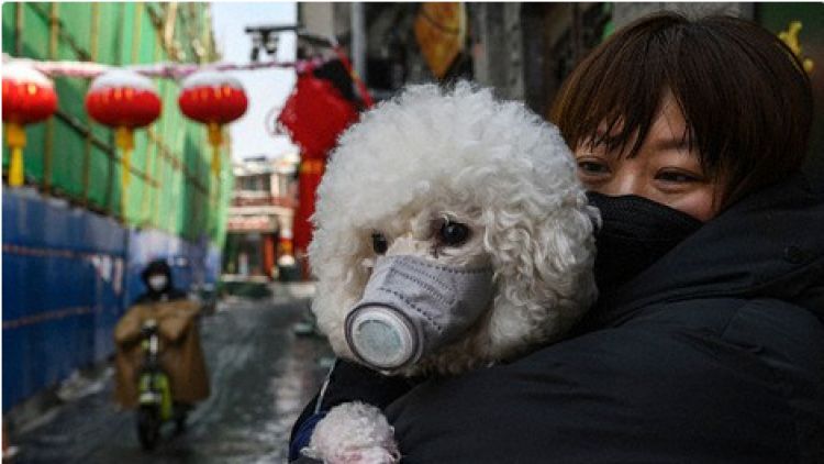 covid-19 anjing peliharaan japanesestation.com