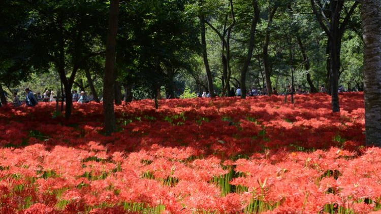 Red spider liliy Jepang japanesestation.com