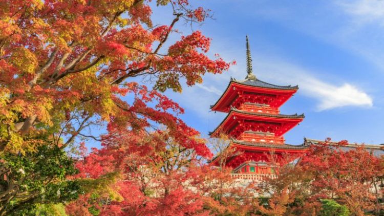 Tempat di Kyoto yang Wajib Dikunjungi Untuk Menikmati