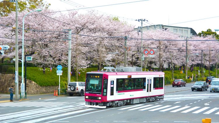 Trem Sakura Trem Sakura