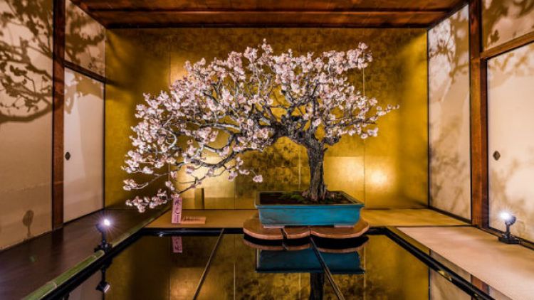 Nagahama Plum Tree Bonsai Exhibition Nagahama Plum Tree Bonsai Exhibition