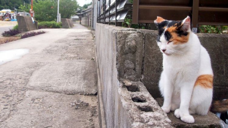 Kucing Liar Kucing Liar