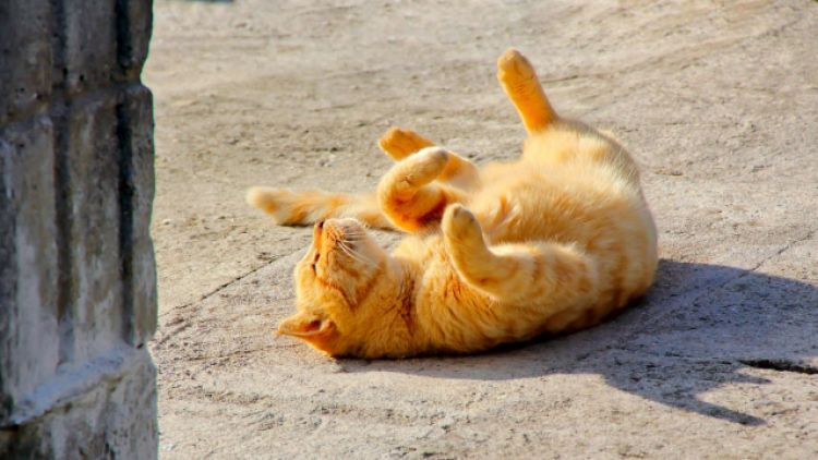 Kucing oranye Kucing oranye