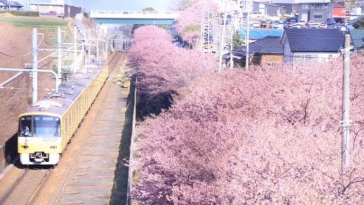 Foto bunga sakura dan kereta Foto bunga sakura dan kereta